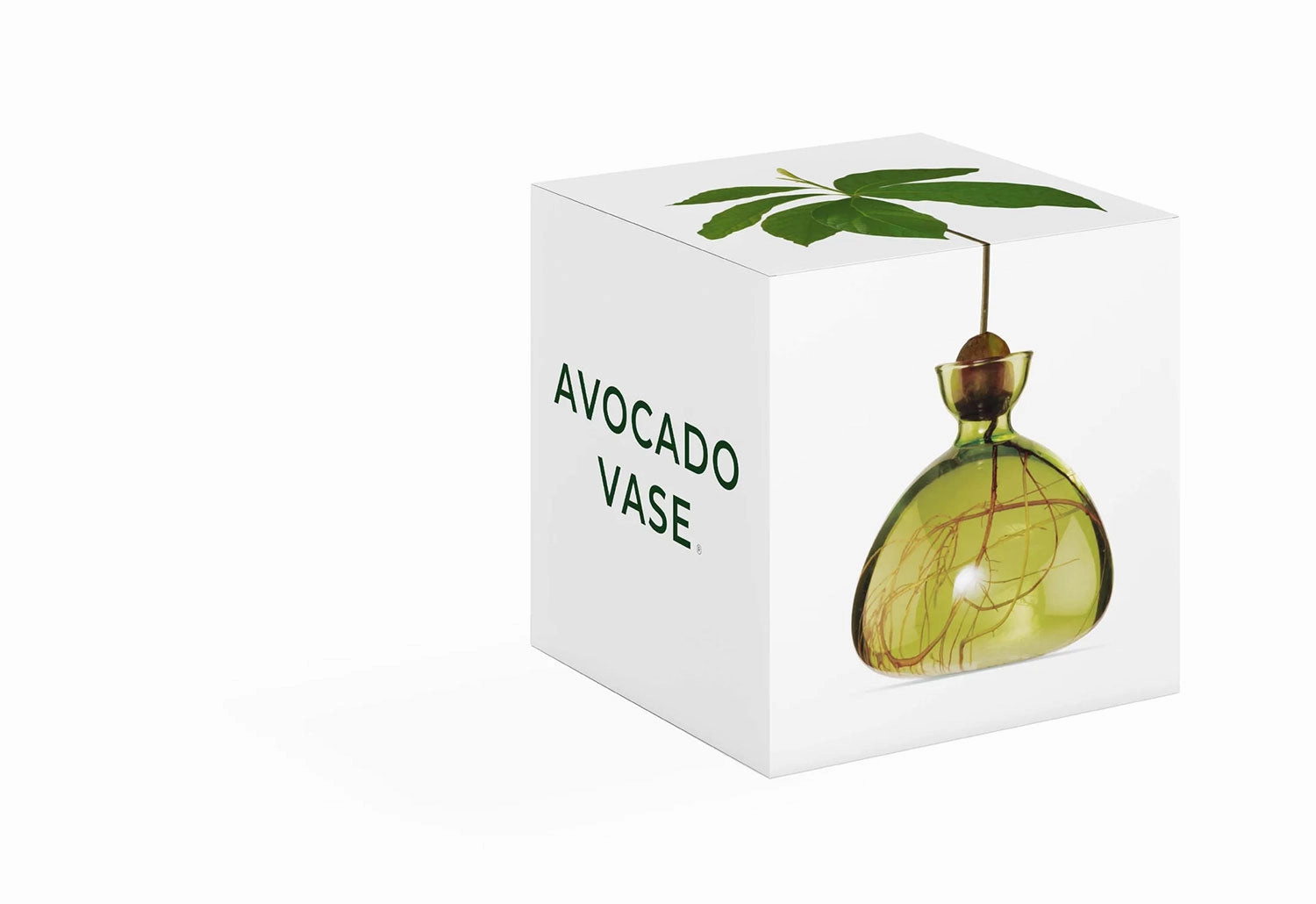 Avocado Vase