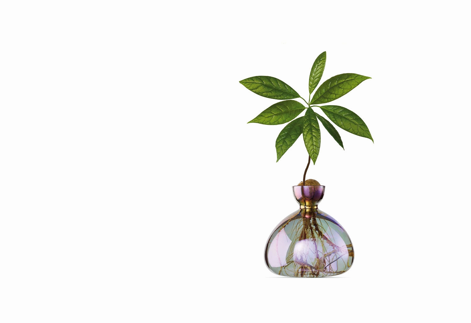 Avocado Vase
