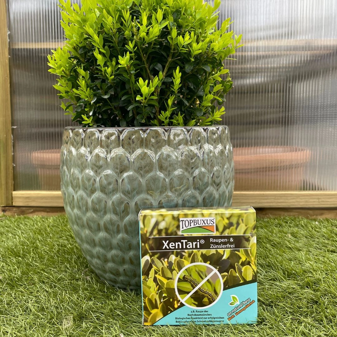 Buxus Caterpillar Control-TopBuxus Xen Tari