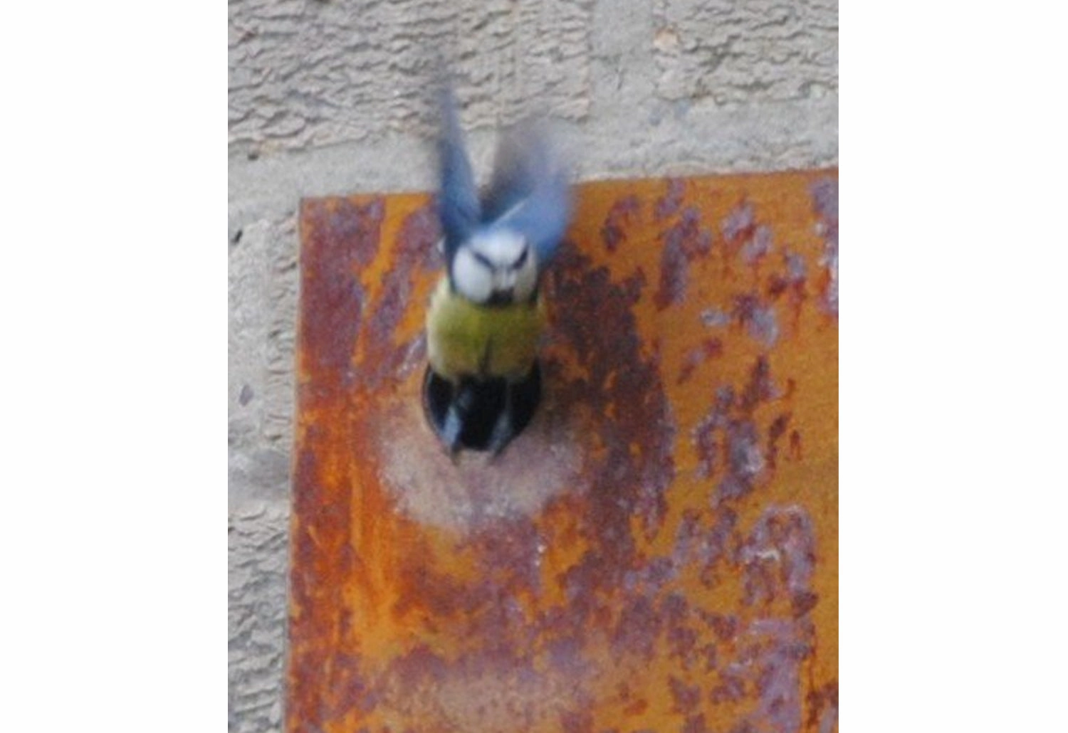 Corten Nestbox