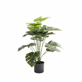 DELICIOUS MONSTER PLANT IN POT- 66cmoutdoor patio furniture set
