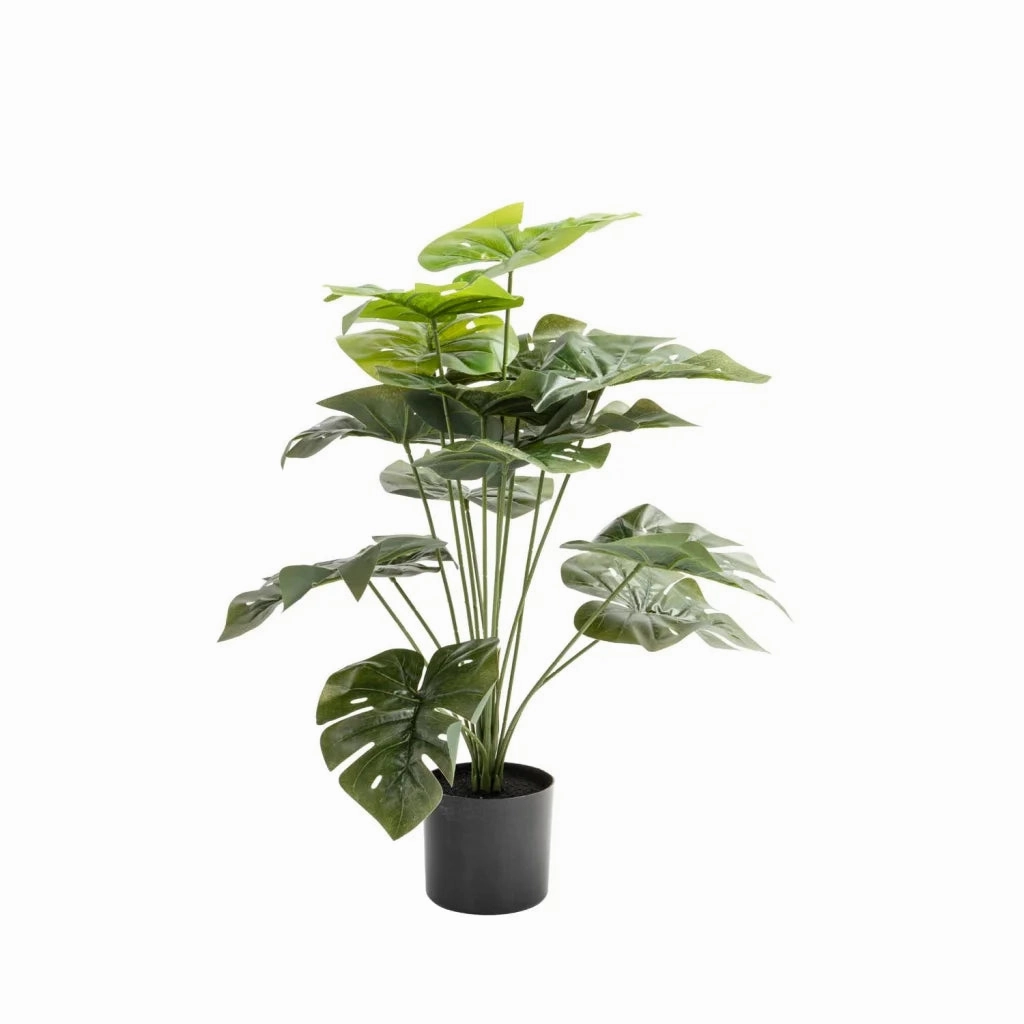 DELICIOUS MONSTER PLANT IN POT- 66cmoutdoor patio furniture set