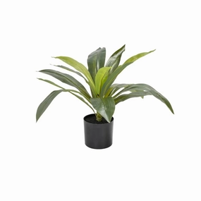 DRACAENA FRAGRANS PLANT IN POT - 50cm(H)outdoor patio furniture set