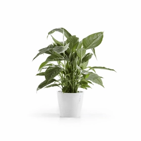 Ecopots Amsterdam 20 Pure White hanging garden planters for small spaces