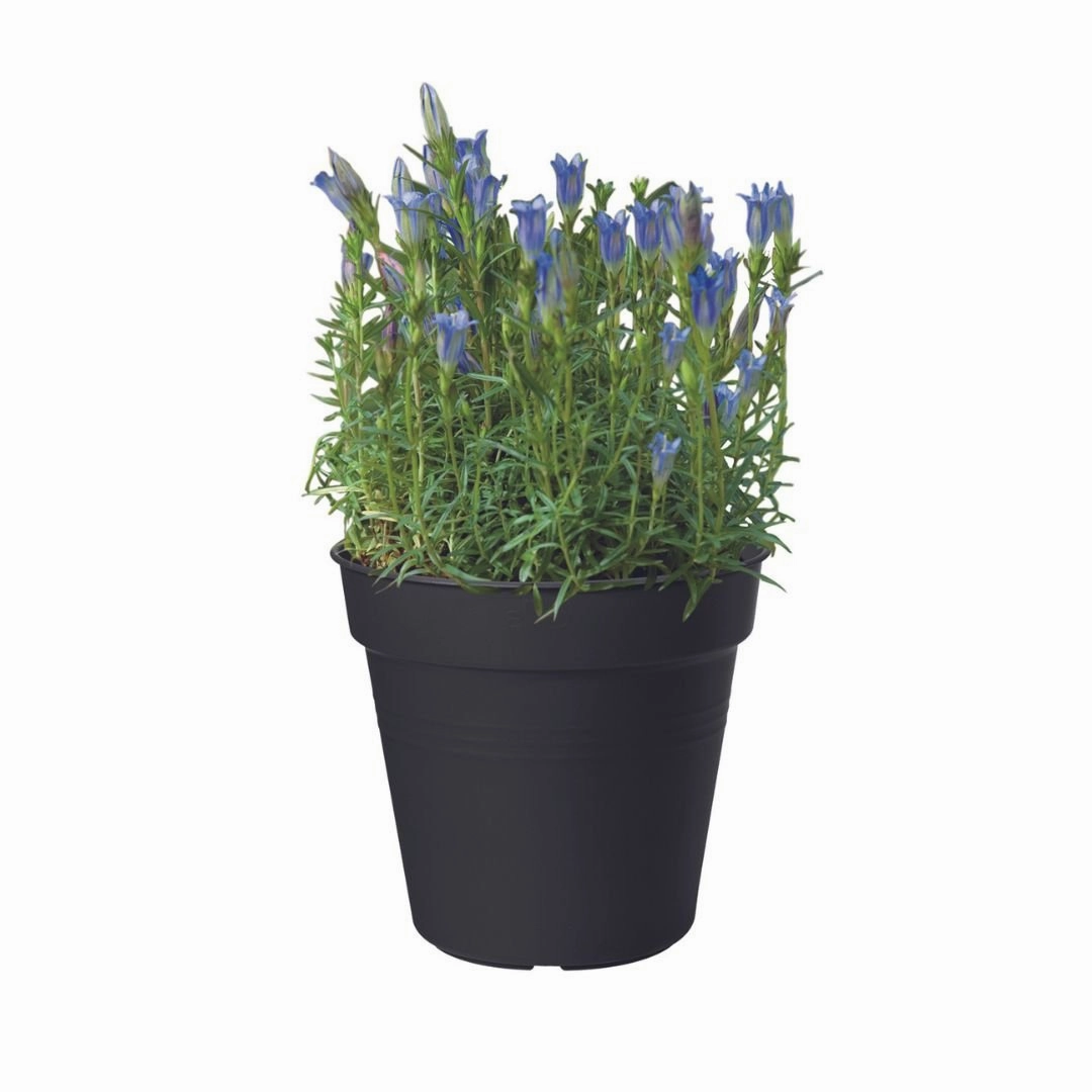 Elho Green Basics Growpot Living Black
