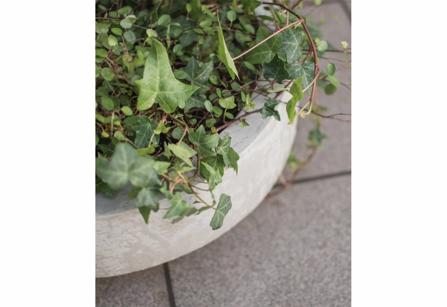 Garden Bowl Planter
