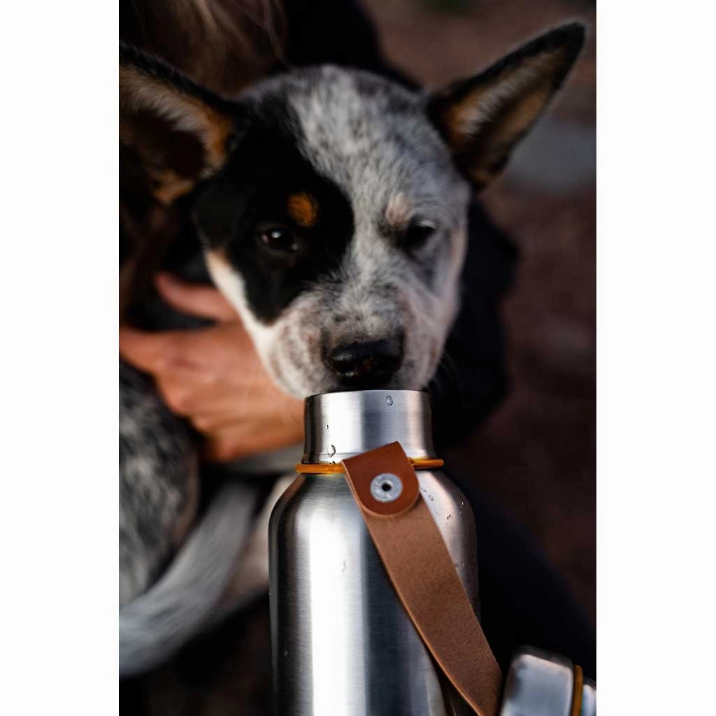 Insulated Water Bottle