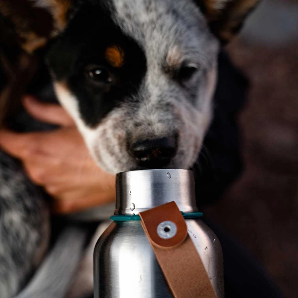 Insulated Water Bottle