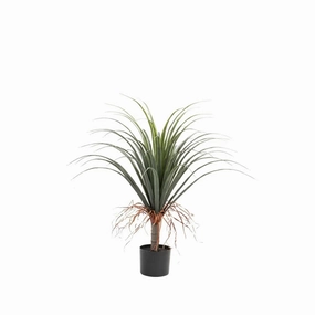 PONYTAIL PALM PLANT IN POT - 80cm(H)outdoor patio furniture set