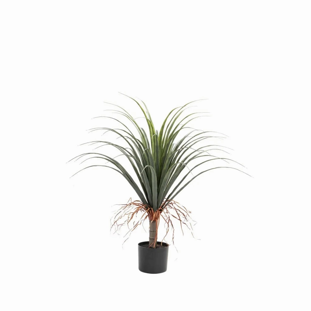 PONYTAIL PALM PLANT IN POT - 80cm(H)outdoor patio furniture set