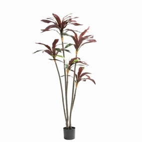 RED DRACAENA FRAGRANS PLANT IN POT - 150cm(H)outdoor patio furniture set