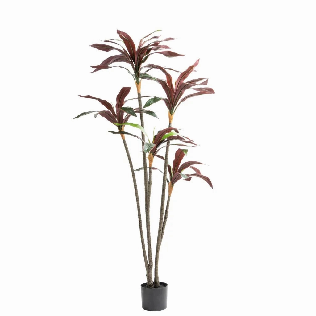 RED DRACAENA FRAGRANS PLANT IN POT - 150cm(H)outdoor patio furniture set