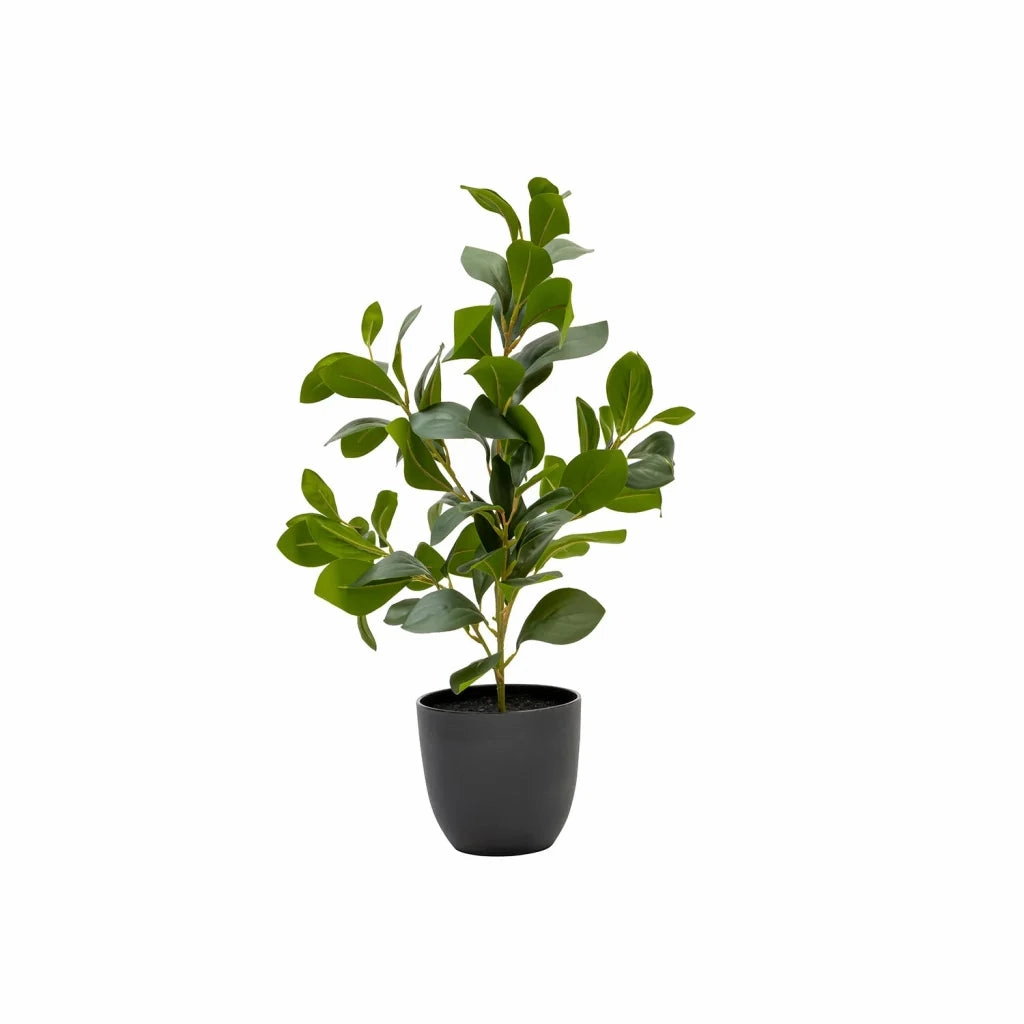 RUBBER PLANT IN POT - 51cmoutdoor patio furniture set