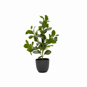RUBBER PLANT IN POT - 51cmoutdoor patio furniture set