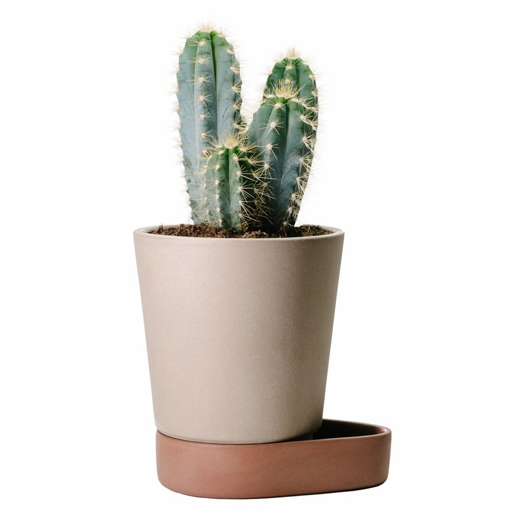 Sip Plant Pot