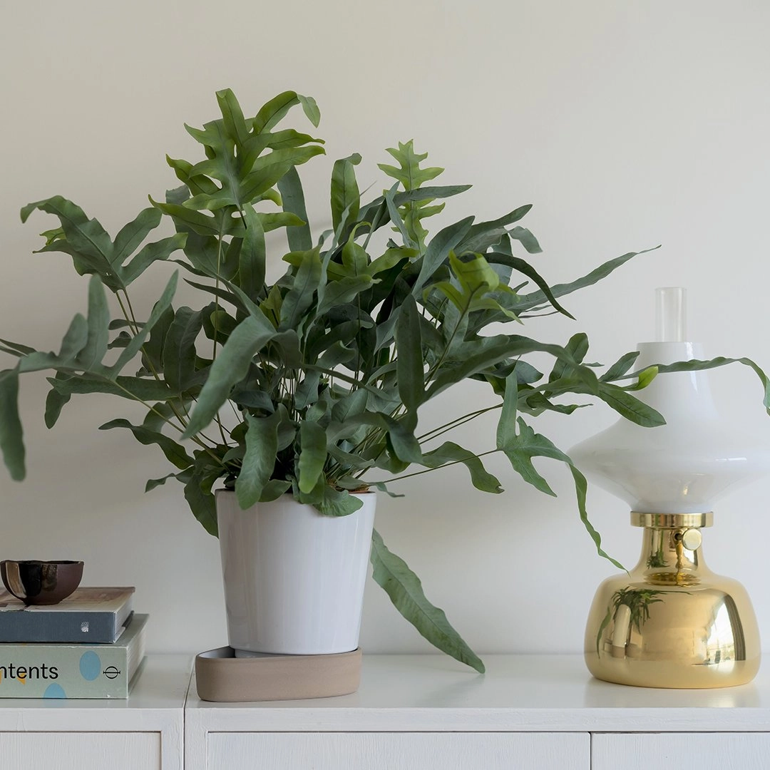 Sip Plant Pot