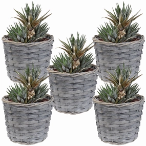 Sunnydaze Set of 5 Indoor Poplar Wicker Planters with Plastic Liners decorative outdoor planter box designs