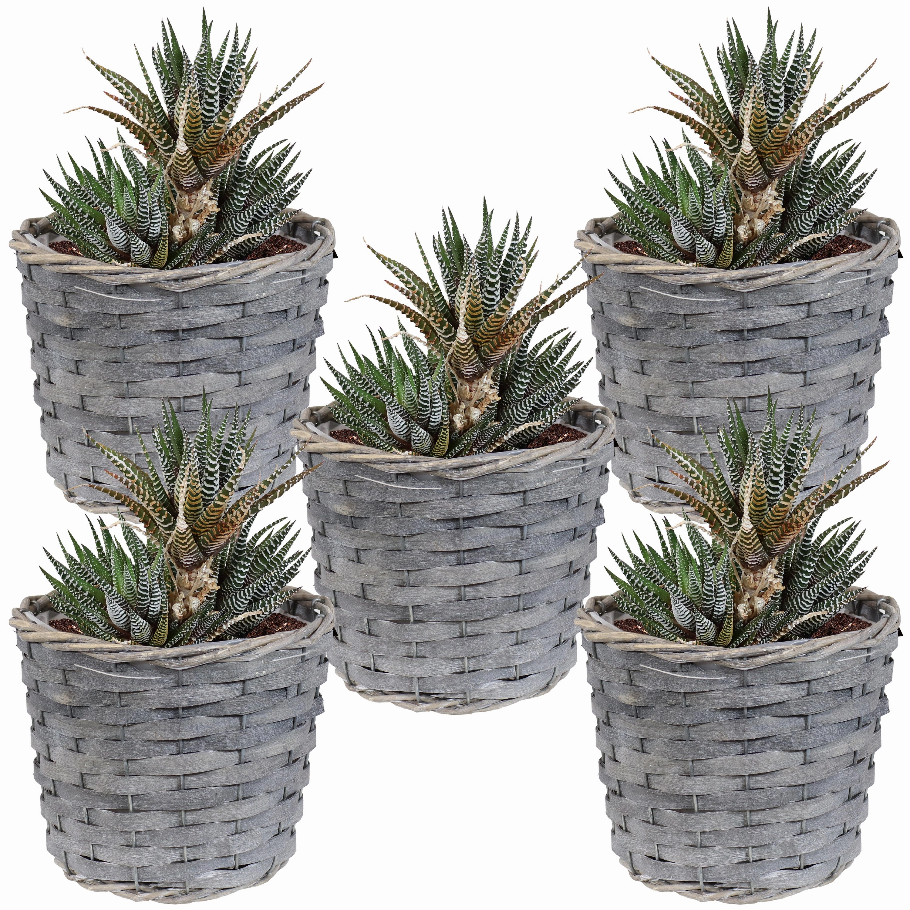 Sunnydaze Set of 5 Indoor Poplar Wicker Planters with Plastic Liners decorative outdoor planter box designs